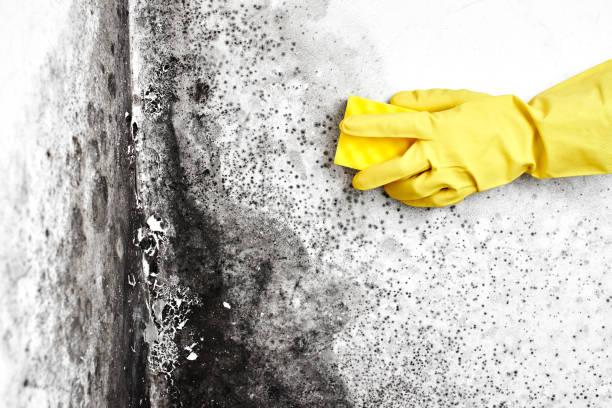 Best Toxic Mold Removal  in Roseland, NJ