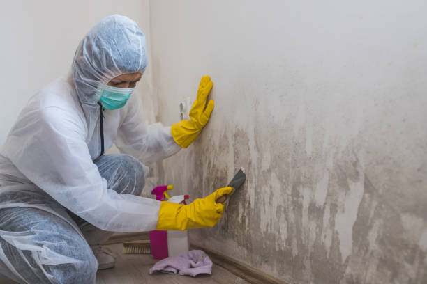 Trusted Roseland, NJ Mold Removal Experts