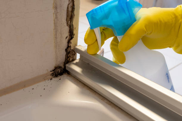 Best Best Mold Removal Companies  in Roseland, NJ