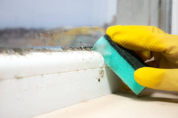 Best Black Mold Removal  in Roseland, NJ