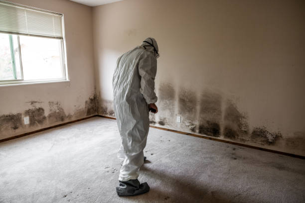 Office Mold Removal Services in Roseland, NJ