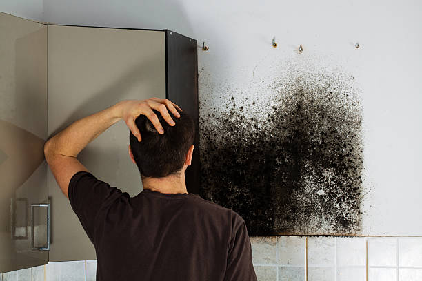 Best Residential Mold Removal  in Roseland, NJ