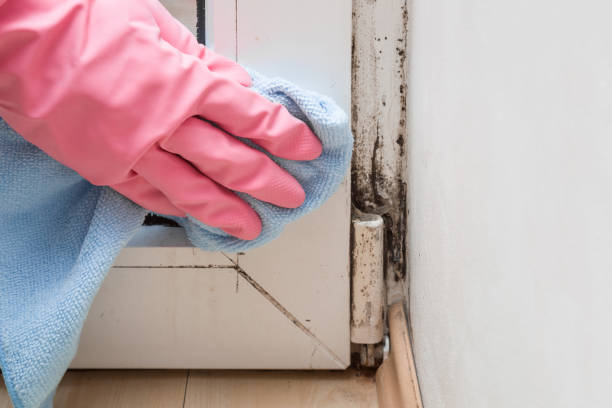 Best Affordable Mold Removal  in Roseland, NJ