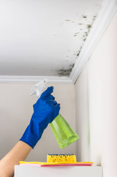 Best Mold Damage Repair  in Roseland, NJ