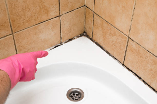 Best Professional Mold Removal  in Roseland, NJ